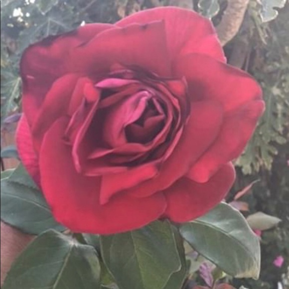 Meet your Posher, Patricia - Picture 1 of 1